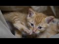 子猫保育園、お昼寝タイムの猫団子　the kitten s kindergarten nap time