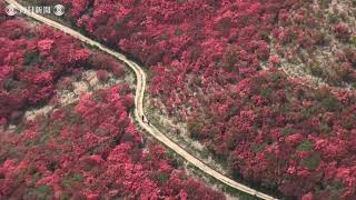 空撮・深紅の山肌　ツツジ見ごろ　葛城山