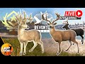 WHITETAIL Great One GRIND Starts AGAIN in Revontuli!!!  LIVE with Lady!