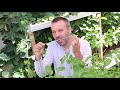 How to Prune Tomato Plants for More Fruit & Less Leaves. Plus How to Trellis Tomatoes