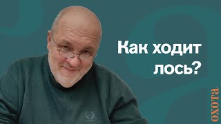 Как ходит лось? Валерий Кузенков о лосиных тропах.