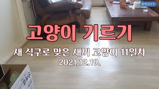 새 식구로 맞은 새끼 고양이 11일차 – 2021. 12. 19.