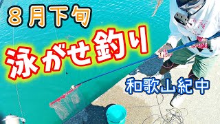 【泳がせ釣り】【ショアジギング】和歌山紀中の堤防で青物乱舞