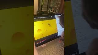 Cute Cat Tries Catching Mouse On Computer Screen