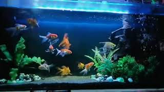 goldfish tank