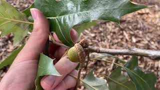 Quercus pagoda (cherrybark oak)