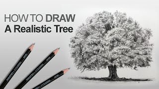 How to Draw a Tree (Realistic)