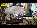 uk bird feeder livestream