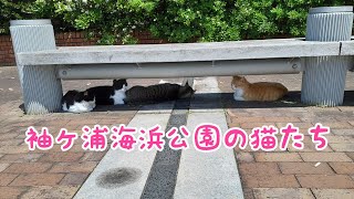 袖ケ浦海浜公園の猫たち