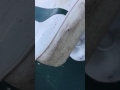 Best Mold remover for vinyl boat seat cushion. Unbelievable! Seeing is believing. Marine 31 Best Mold remover for vinyl boat seat cushion. Unbelievable! Seeing is believing. Marine 31