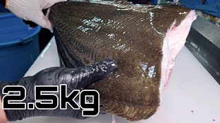 2.5kg 광어 손질/  광어회 한접시 회뜨기