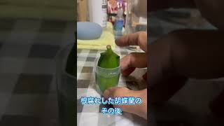 胡蝶蘭　根腐れした胡蝶蘭のその後