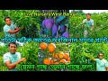 Live Nursery West Bengal | প্রতিটা সঠিক জাতের অরজিনাল মাদার প্লান্ট গাছের নার্সারি | লাইভ নার্সারি