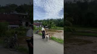 waktunya berburu babi hutan #boarhunting #doghunter #huntingdog #shortvideo