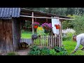 Forest hut. The final push and the walls of the house are ready. Renovation of an old house