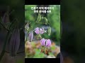 인류가 아직 해석하지 못한 문자들 top7 보이니치 필사본 shorts youtubeshorts youtube 쇼츠 유튜브 역사