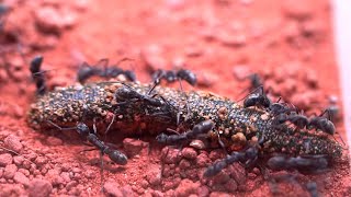 Ants vs Leech , What will happen?