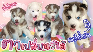 คลิปเต็ม! รีวิวสีตาแบบชัดๆแก๊งวัยรุ่นนมผงทั้ง 8 ตัว | กว่าจะรีวิวจบไม่อยู่นิ่งเลย ฮ่าๆ