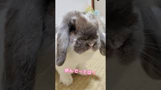 うさぎの興奮気味お鼻ピクピク祭り！Rabbit's excited nose jerk festival!(bunny) #shorts