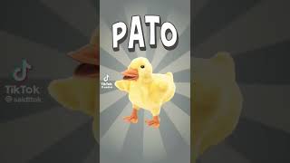 P A T O PATO