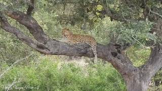 Leopard relaxing in tree