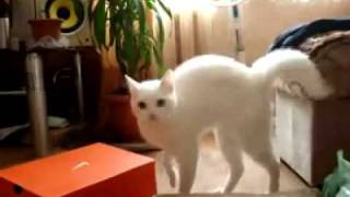 変な走り方の猫