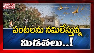 కొనసాగుతున్న మిడతల దండయాత్ర.. గురుగ్రామ్‌ లో కనిపించిన మిడతల దండు | MAHAA NEWS