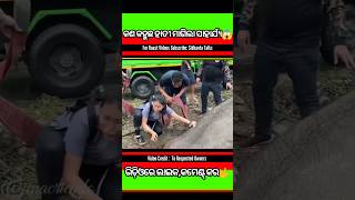 କଣ ଏମିତି ହେଲା ଯେ🥹|Odia moral story|#shorts#shortvideo#little#bheem#youtubeshorts#shortfeed#gapa