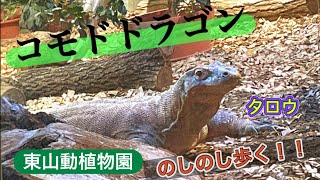 コモドドラゴン🦎タロウ歩く 東山動物園 コモドオオトカゲ 2024.12.26