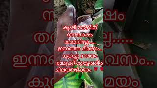 വരൂ നമ്മുക്ക് ഒന്നിച്ചു നിൽക്കാം ❤️🌱.. കൃഷി ഒരുക്കങ്ങൾ ചെയ്യാം...🌱##easyorganicfarming ##