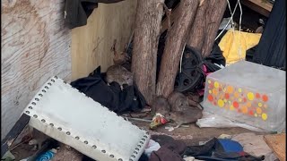 LAPD videos show rat-infested homeless encampment