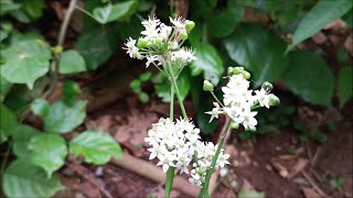 Wild Garlic | Wild Garlic Medicinal Use | जंगली लहसुन के औषधीय उपयोग