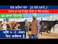 50 ਗਾਵਾਂ ਵਿਕਾਊ ਥੋਕ ਰੇਟ ਤੇ  62807-13934 Hf cow , Jersey cow , Hf cross jarsey cow jarsi cow for sale