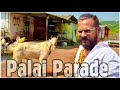 MD Goat Farm Palai Parade | Showcasing Goats of Palai Clients