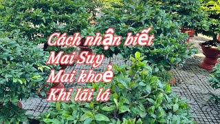 Tuyệt chiêu nhận biết mai suy,nụ nhỏ có nên thúc phân và chơi hoa tết không.