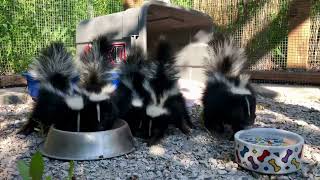 Striped Skunk pen IWRS