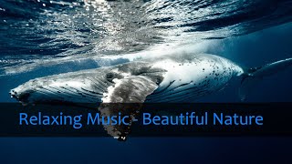 Relaxing Music Whales and Dolphins , Relax , Sleep , Meditation ☯34