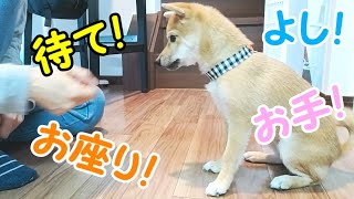 【豆柴】一生懸命に頑張る姿がとてもかわいい豆柴子犬のしつけ【お座り・お手・おかわり・ハイタッチ・待て・よし】