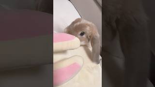 ぬいぐるみと一緒　#shorts #ちいかわ #うさぎ #動物 #rabbit #ぬいぐるみ