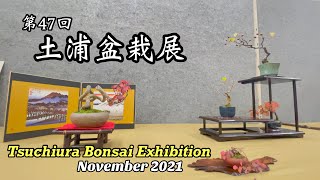 土浦盆栽展 2021年11月／Tsuchiura Bonsai Exhibition