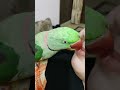 mithu ki masti 😂😍🥰🦜 indianringneckparrot lovepets talkingparrot funnyparrot enjoy masti shorts