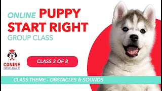 Canine Learning Academy LIVE Online Puppy Start Right Group Class | Class 3 Surfaces and Sounds