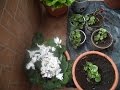 QUÉ HACER CUANDO UN CYCLAMEN SE NOS MUERE