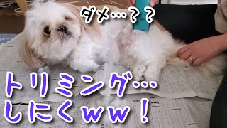 【シーズー/セルフトリミング】自宅でトリミングをゆったりと抵抗するもなか【ShihTzu/trimming】