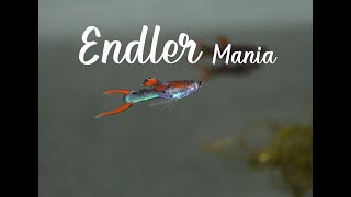 Unboxing Guppy Endler