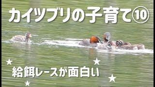 カイツブリの子育て⑩親子で給餌ゲーム