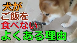 犬がご飯を食べないよくある理由　柴犬まめ