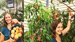 The Best Peach Tree for the Pacific Northwest! Picking Peaches on Vancouver Island 🍑🍑