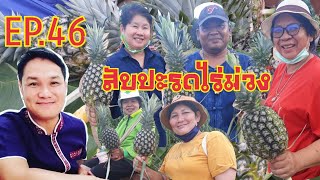 บ่าวไทใต้พาไปพาเลาะ EP.46 พาชมพาชิมสับปะรดไร่ม่วง ของดีของขึ้นชื่อเมืองเลย