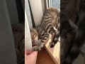 猫に癒されたい人全てに刺さるイチャイチャショート動画